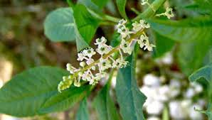 Flor de la Muña
